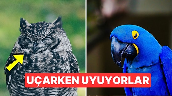 Ayakta mı Uyuyorlar? Kuşlar Nasıl Uyurlar?