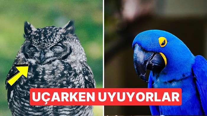 Ayakta mı Uyuyorlar? Kuşlar Nasıl Uyurlar?