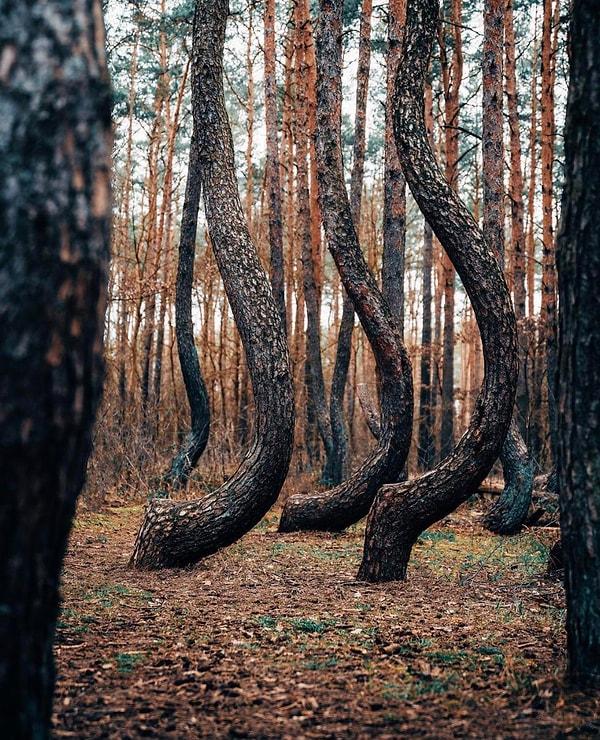 Polonya'daki Çarpık Orman.