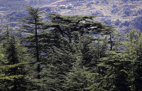 3. Lübnan'ın ulusal bayrağında, para biriminde ve ulusal havayolu şirketinde yer alan asırlık sedir ağaçları, küresel ısınma nedeniyle yok olma tehlikesiyle karşı karşıya.