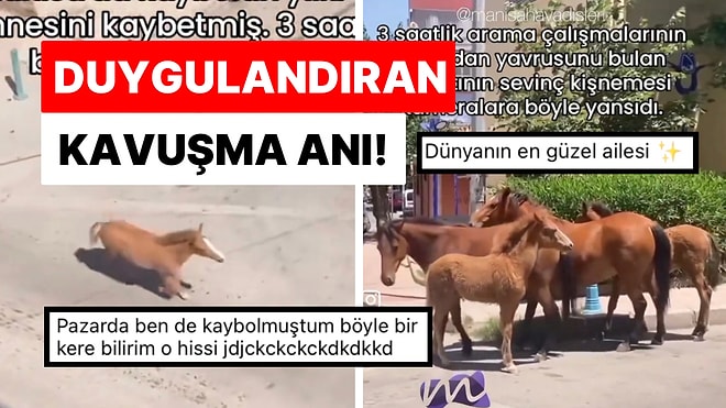 Manisa’da Annesini Kaybeden Yavru Yılkı Atının Üç Saat Sonunda Annesine Kavuştuğu Anlar