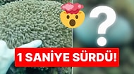Sevmeyelim de Taşa mı Dönelim: Oğlak Burcu Erkeklerinin Kalbine Benzetilen Deniz Canlısının Şaşırtan Görüntüsü