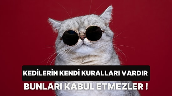 Kedi Sahipleri Bunları İyi Biliyor: Bir Kediye Asla Kabul Ettiremeyeceğiniz 10 Kural