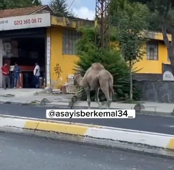 Hallerinden çok memnun görünen develer ise İstanbul sokaklarının keyfini çıkarttı.