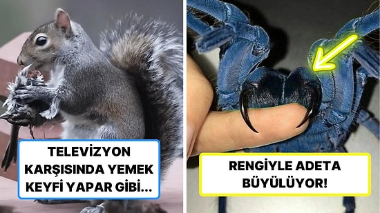 Doğanın Korkutucu Yüzünü İliklerinize Kadar Hissetmenize Sebep Olacak Birbirinden Ürkütücü 15 Yeni Fotoğraf