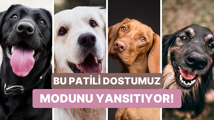 Modunu Yansıtan Tatlı Köpek Bu Testin Sonunda!