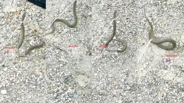 Mersin'de yakaladığı yılanın boynuna ip bağlayarak gezdirmeye çalışan kişi tepki topladı.