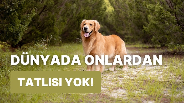 Dünyanın En Tatlı Köpek Irkı Ödülünü Alabilecek Olan Golden Retrieverlara Dair 12 Şey