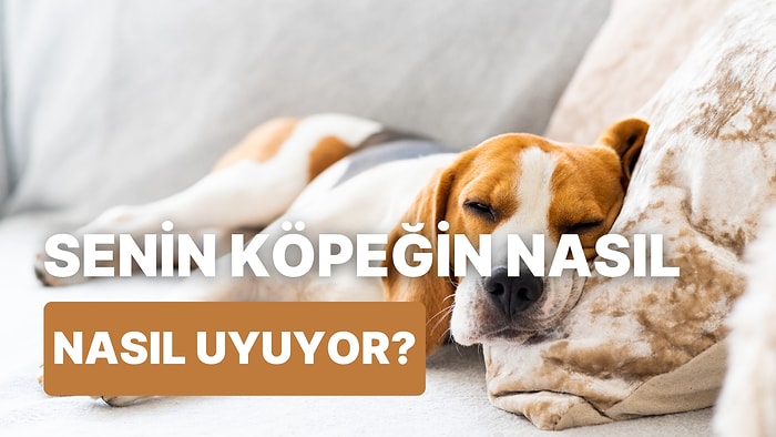 Köpeğinin Uyuma Pozisyonunu Seç, Nasıl Hissettiğini Söyleyelim!