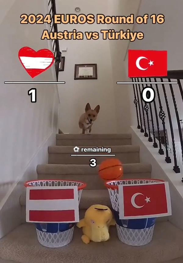@aircorg adlı TikTok ve Instagram hesaplarından maç öncesi tahminleri yapan Korgi cinsi köpek de bugün Türkiye-Avusturya maçı için top başına geçti.