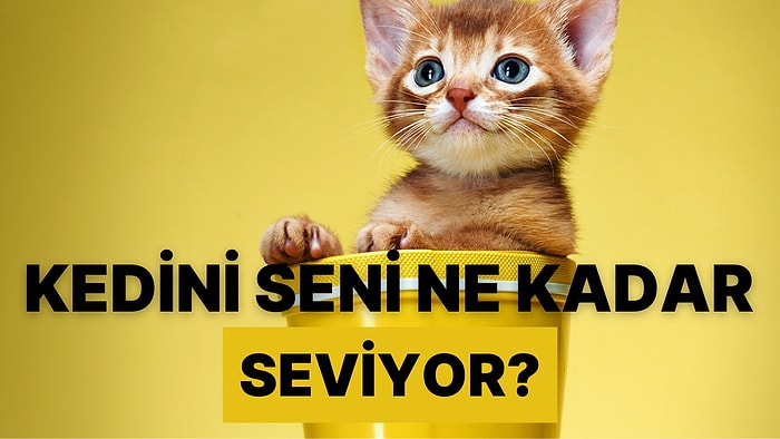 Kedin Seni Ne Kadar Seviyor?