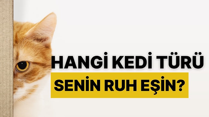 Hangi Kedi Türü Senin Ruh Eşin?