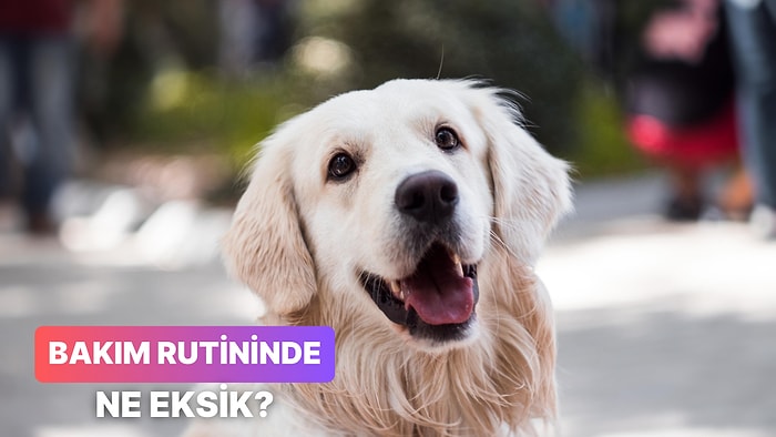 Bize Rutinlerinizden Bahset, Köpeğinin Bakımında Neyin Eksik Olduğunu Söyleyelim!