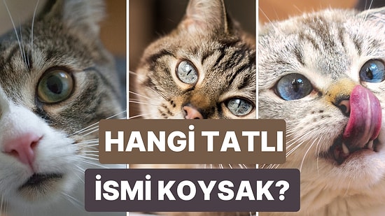 Her Üç Evin İkisinde Onlar Var: En Popüler 10 Kedi İsmi