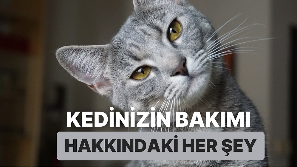 Tüylerinden Tırnaklarına Kadar Kedi Bakımı Hakkında Öğrenmeniz Gereken 10 Şey