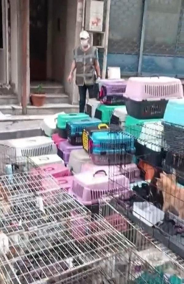 Ekipler, 59 yaşındaki G.B. isimli kadının, çeşitli ırklarda 85 kediyi dükkanda alıkoyduğunu tespit etti.