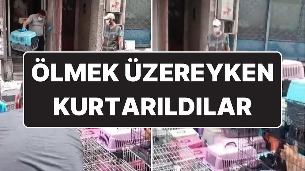 85 Kediyi Alıkoyan Kadına Para Cezası: Ölmek Üzereyken Kurtarıldılar