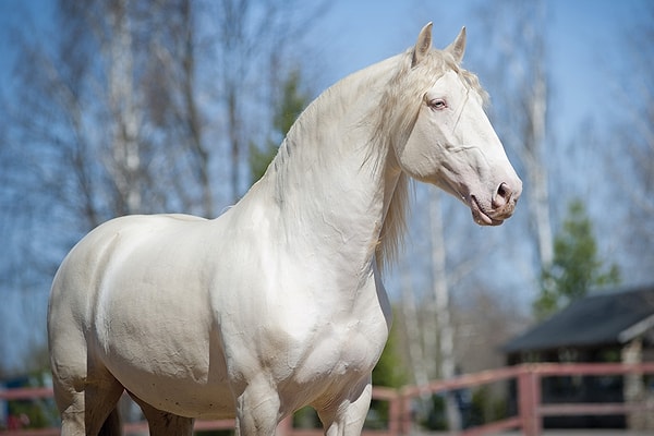 Lusitano