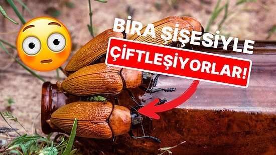 Bira Şişesini Dişi Zannedip Hallenen Böceğin Hazin Hikâyesi