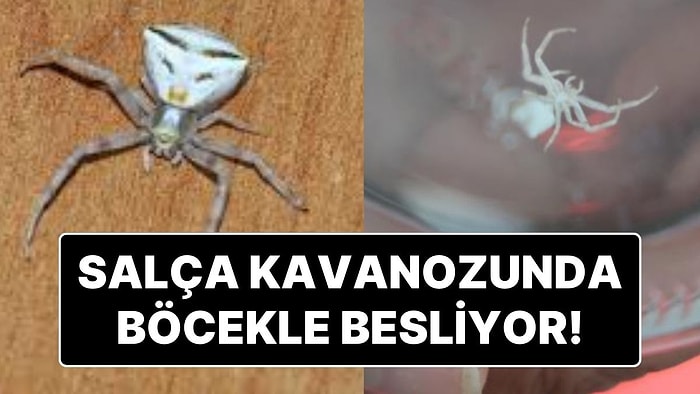 Görenlerde Merak uyandıran ‘İnsan Yüzlü Örümceği' Kavanozda Besliyor