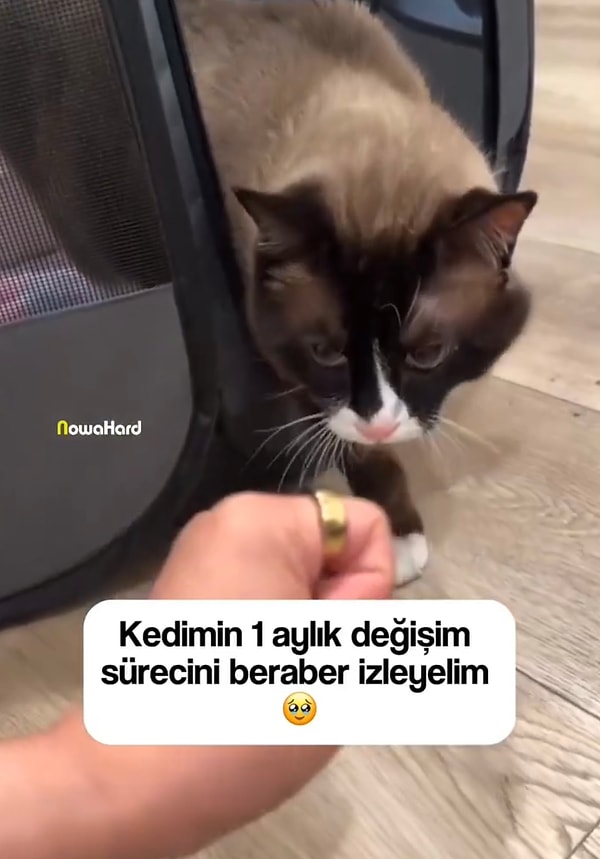 Yeni evine ilk geldiği zamanlarda kendini korumak için sürekli saldırgan davranışlar sergileyen kedi karşısında sabırlı kadın pes etmedi.