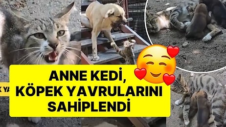 Anne Kedi, Köpek Yavrularını Sahiplendi! Kendi Yavruları Gibi Emzirip, Başlarında Bekledi