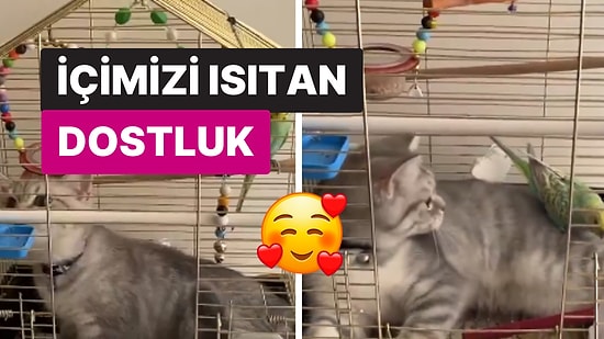 İkisini Yan Yana Getirmeye Korkmuşlardı: 'İpek' Kedi ve 'Boncuk' Kuşun İçimizi Isıtan Dostluğu