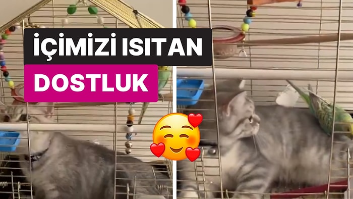 İkisini Yan Yana Getirmeye Korkmuşlardı: 'İpek' Kedi ve 'Boncuk' Kuşun İçimizi Isıtan Dostluğu