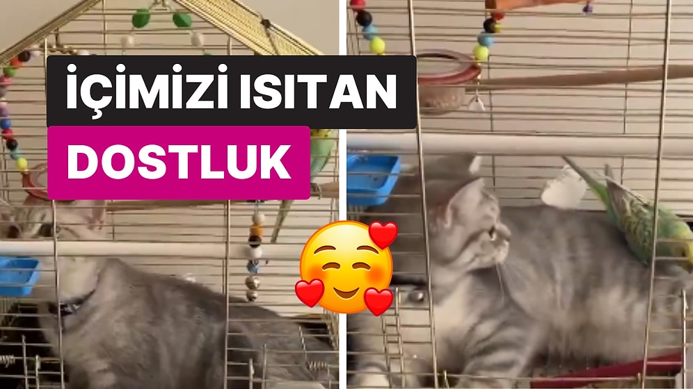 İkisini Yan Yana Getirmeye Korkmuşlardı: 'İpek' Kedi ve 'Boncuk' Kuşun İçimizi Isıtan Dostluğu