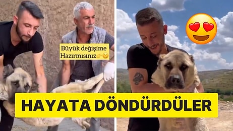 Ölmek Üzereyken Bulunan Köpeğin Değişimi Gözlerinizi Yaşartacak!