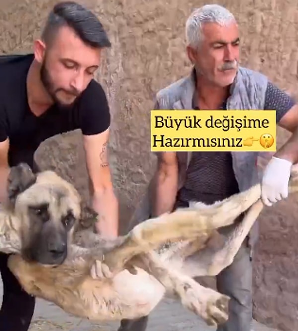 Durumu çok kötü görünen köpeği alıp tedavi ettirdiler. Köpeğin tedavi süreci ve sonrasındaki değişimi sosyal medyada paylaşıldı.