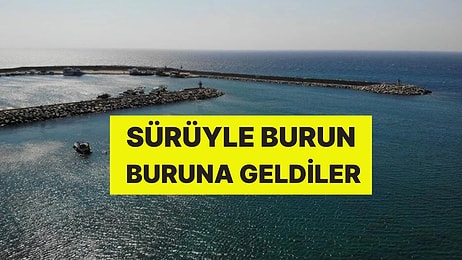 Akdeniz'de Köpek Balığı Paniği: Dalgıçlar, Sürüyle Burun Buruna Geldi