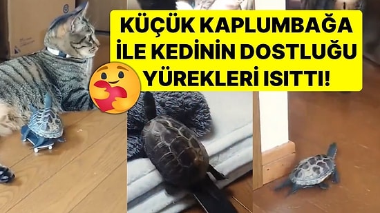 Küçük Kaplumbağa ile Kedinin Dostluğu Yürekleri Isıttı! Kaykay Üzerinde Evin Kedisini Kovaladı