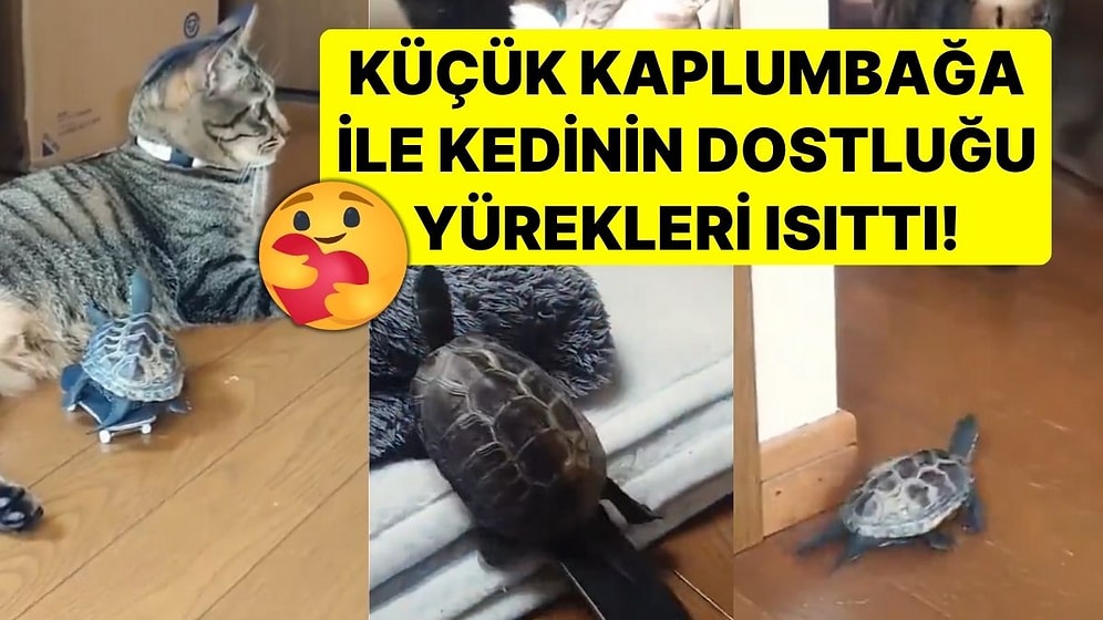 Küçük Kaplumbağa ile Kedinin Dostluğu Yürekleri Isıttı! Kaykay Üzerinde Evin Kedisini Kovaladı