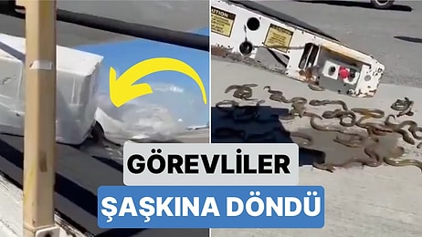 Görevliler Neye Uğradığını Şaşırdı: Bir Havalimanında Kırılan Kutunun İçinden Onlarca Yılan Çıktı