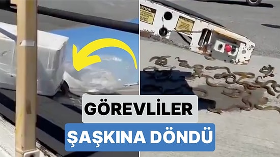 Görevliler Neye Uğradığını Şaşırdı: Bir Havalimanında Kırılan Kutunun İçinden Onlarca Yılan Çıktı