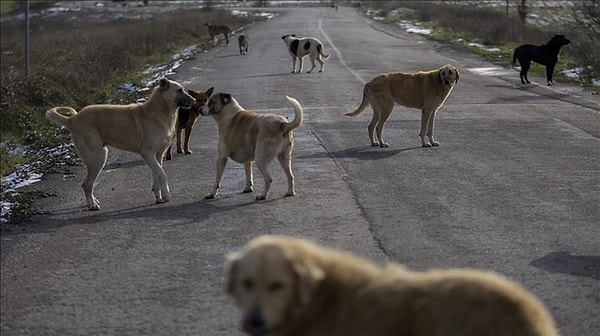 NTV'den Melike Şahin'in aktardığı teklife göre; kuduz tehlikesi olan ve saldırgan köpekler için kurul toplanacak.