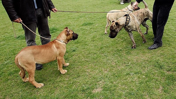 Yeni taslakta, köpeğini sokağa bırakanlar ve yasaklı ırkların üretimini yapanlara da 60 bin TL para cezası verilmesi planlanıyor.