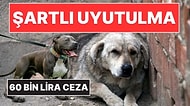 Sokak Köpeklerinin Uyutulmasına İlişkin Yeni Karar: Kurul Onayı Şartı!