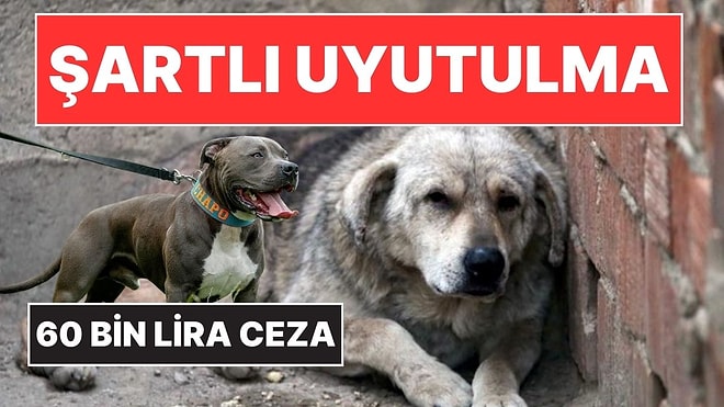 Sokak Köpeklerinin Uyutulmasına İlişkin Yeni Karar: Kurul Onayı Şartı!