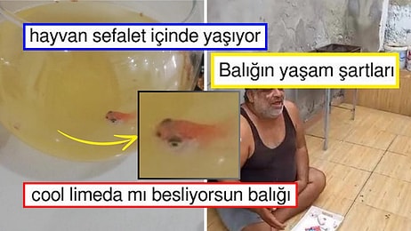 Japon Balığını Ganj Nehrinden Hallice Bir Fanusta Besleyen Kişi Halimize Şükrettirdi