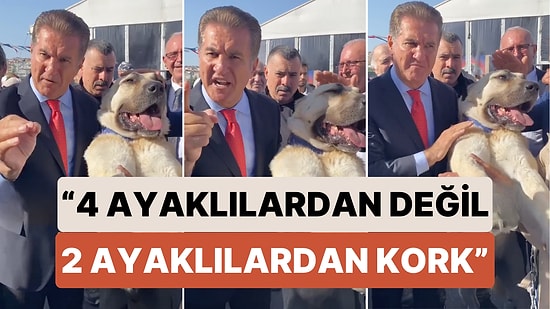 Tüm Ülke Meseleleri Hakkında Söyleyecek Sözü Olan Mustafa Sarıgül Sokak Köpekleri Konusunda da Yorum Yaptı