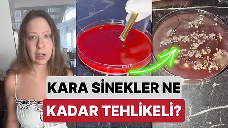 Bir Genetik Mühendisi Yaptığı Deneyle Sineklerin Bakteri Açısından Ne Kadar Tehlikeli Olabileceğini Gösterdi