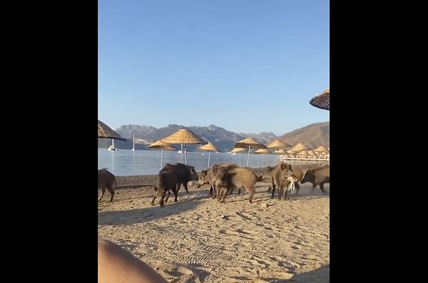 Marmaris'te bir plajı domuzlar bastı.