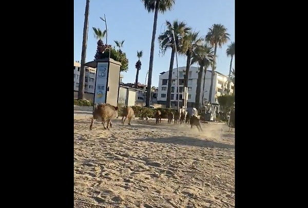 Plajda güneşlenirken bir anda karşılarında domuz sürüsü gören halk ne yapacağını bilemedi.