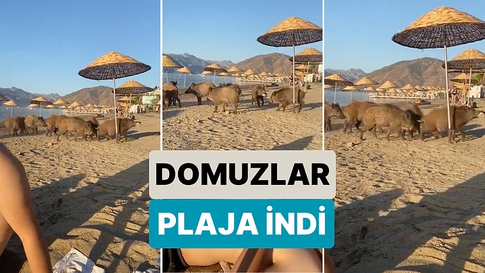 Atlardan Sonda Şimdi de Domuzlar: Marmaris'te Plaja İnen Domuzlar Güneşlenen İnsanların Arasına Daldı