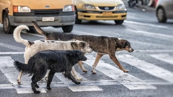 Yasa tasarısı ötanazi kavramını kuduz riski taşıyan, saldırganlaşmış ve rehabilite imkanı olmayan sahipsiz köpeklerin uyutulması olarak nitelendiriliyor. Tabii bu ötanazi kavramı hem sade vatandaşlar hem de ünlüler tarafından çok sert eleştiriliyor.