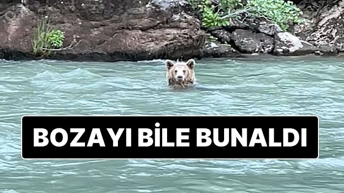 Tunceli’de Sıcak Havaya Dayanamayan Bozayı Ormandan Çıkıp Munzur Nehrine Girdi