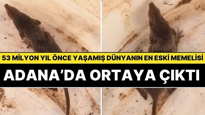 53 Milyon Yıl Önce Yaşayan Dünyanın En Eski Memeli Hayvanı Adana’da Ortaya Çıktı!