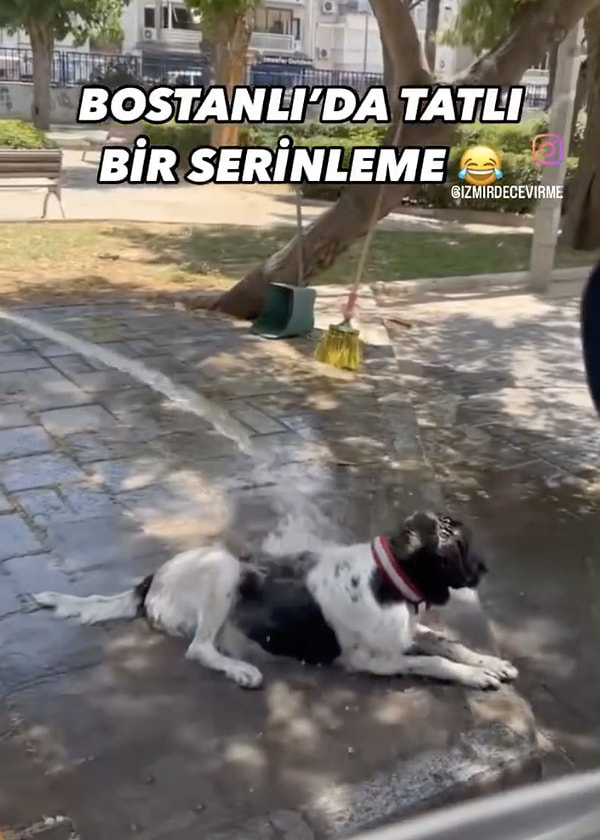 Belediye çalışanı ince düşüncesiyle gönülleri fethederken, tatlı köpek de anın tadını çıkarıyordu.